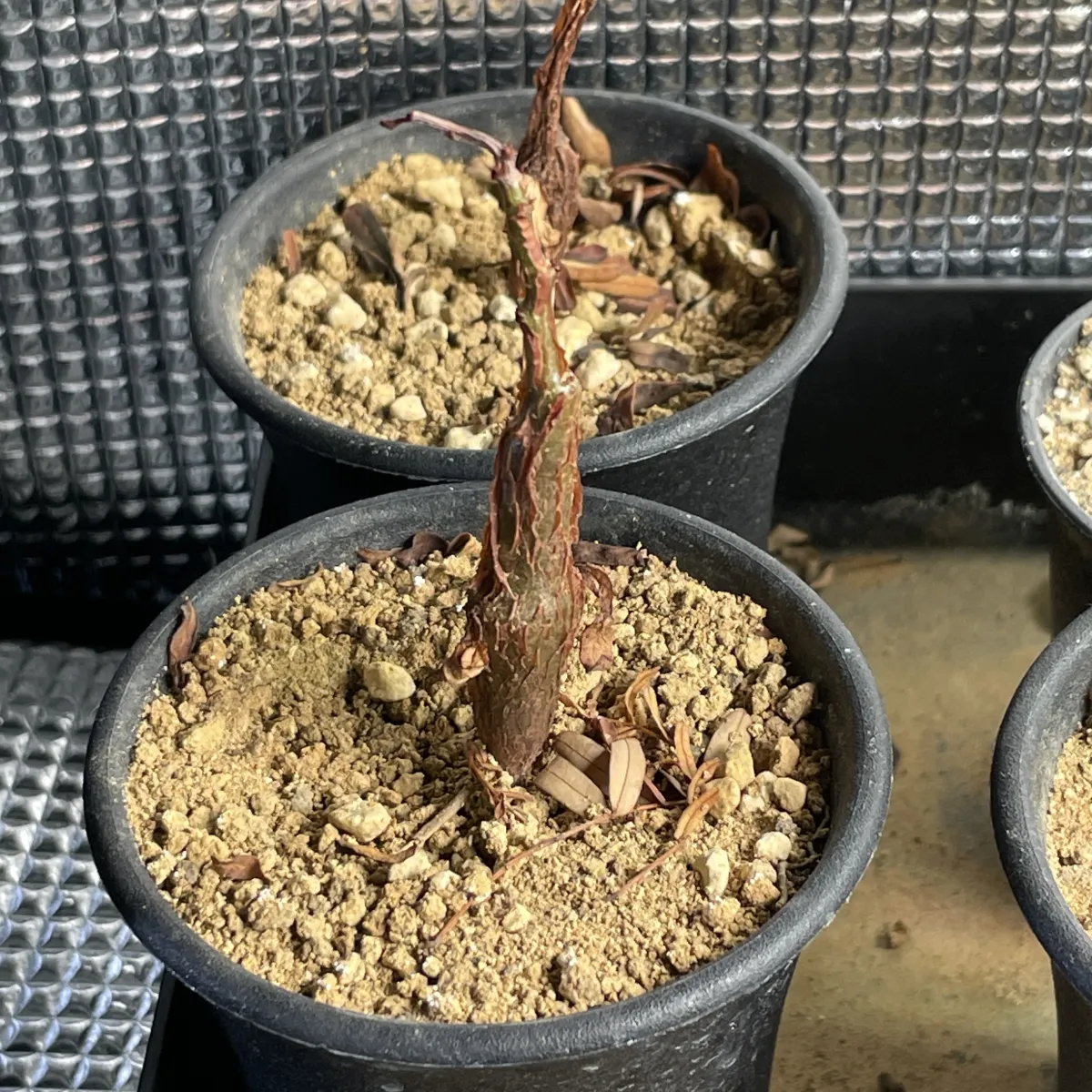 Senna meridionalis (センナ メリディオナリス)