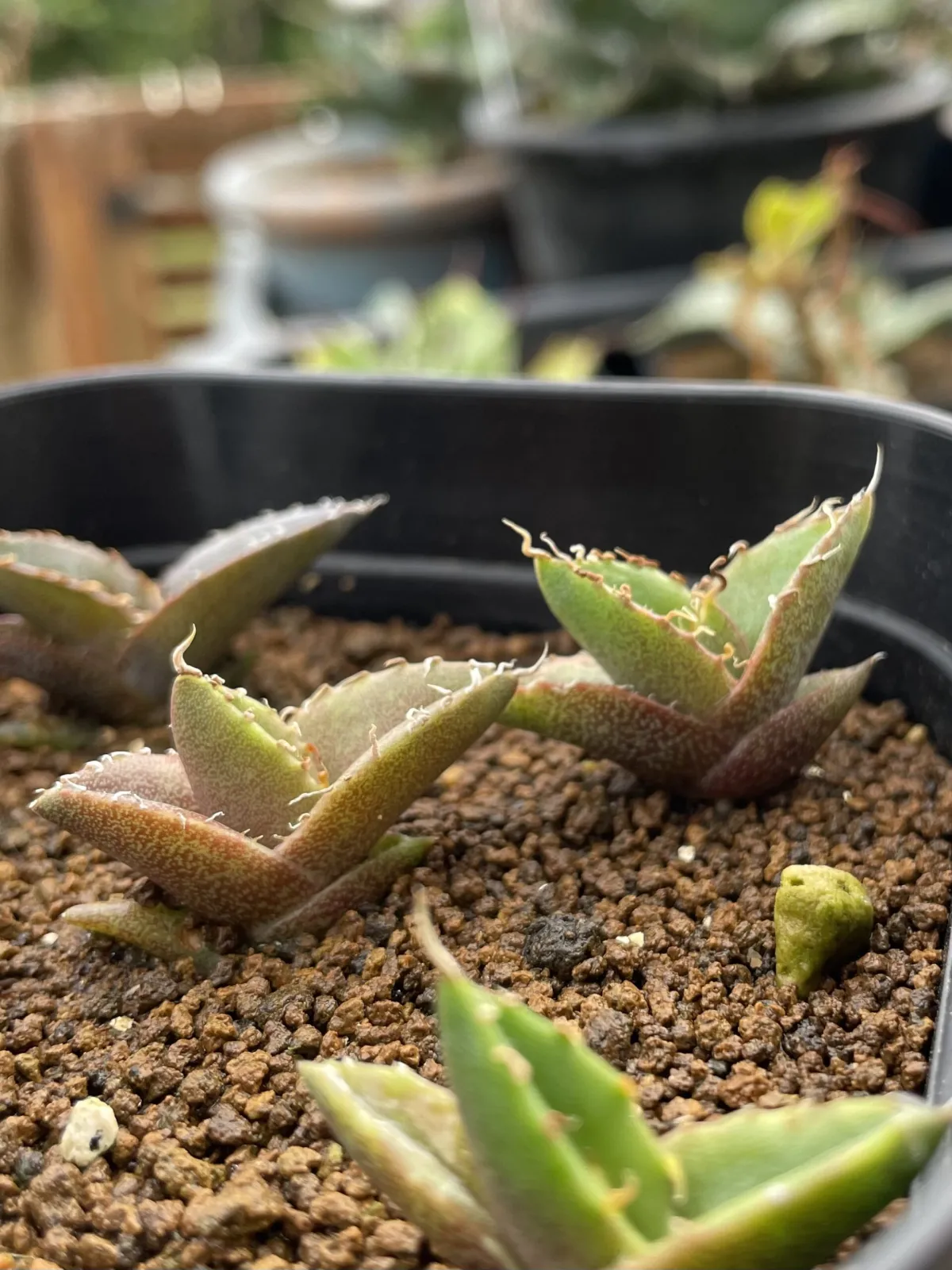 Agave titanota (アガベ チタノタ ドワーフ)