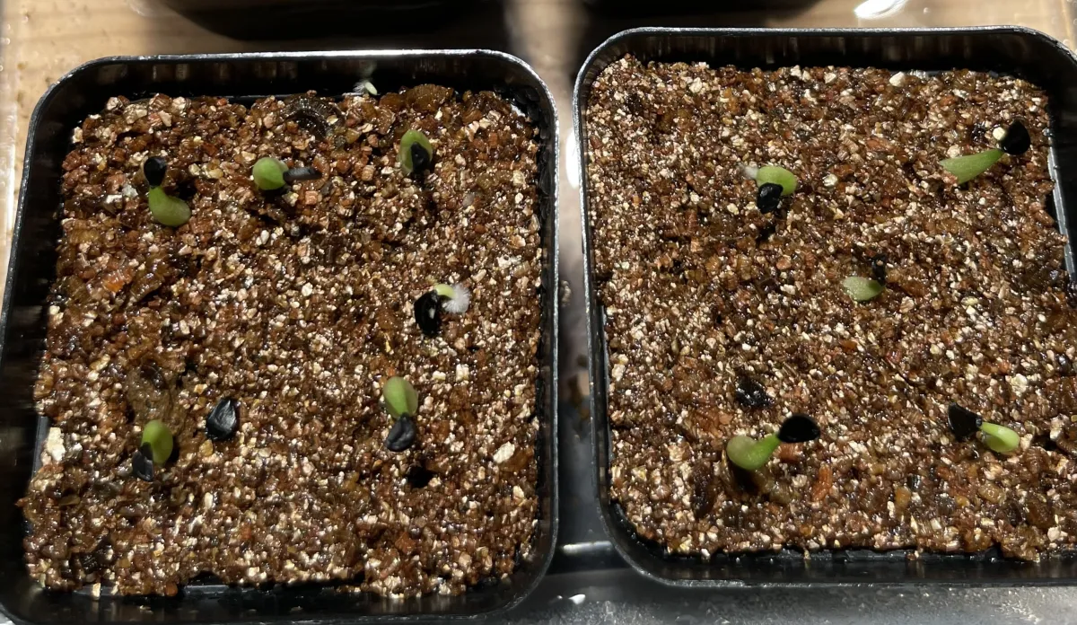 Agave victoriae-reginae 'Bustamante' (アガベ バスタマンテ)