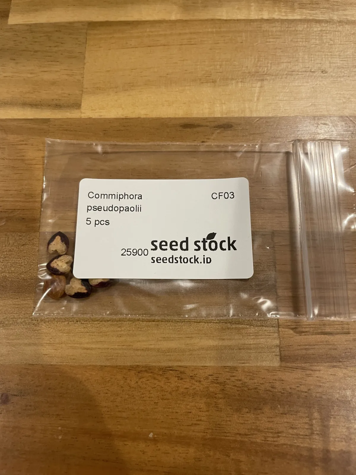 Commiphora pseudopaolii (コミフォラ スードウパオリー)