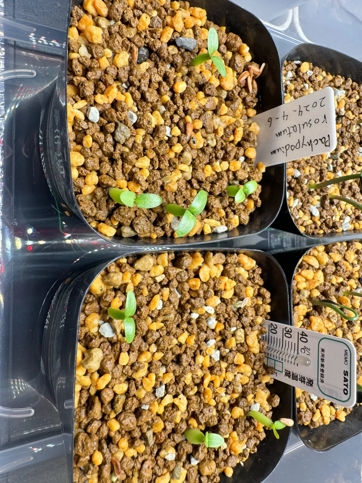 Pachypodium rosulatum (パキポディウム ロスラーツム)