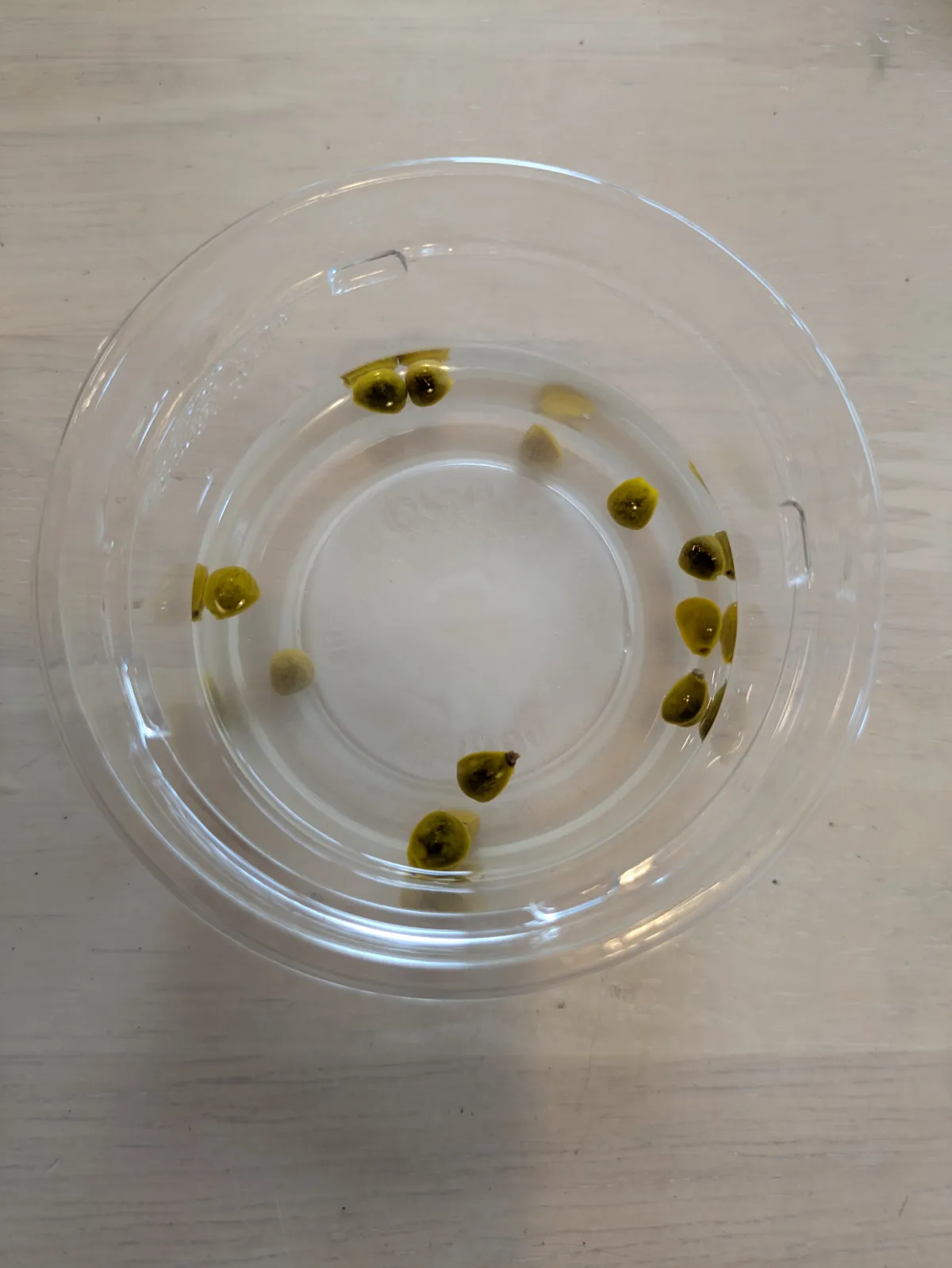 Bursera fagaroides (ブルセラ ファガロイデス)