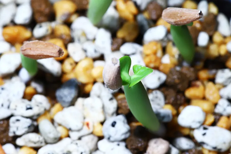 Adenium arabicum Black Karamae (アデニウム ブラックカラマエ)