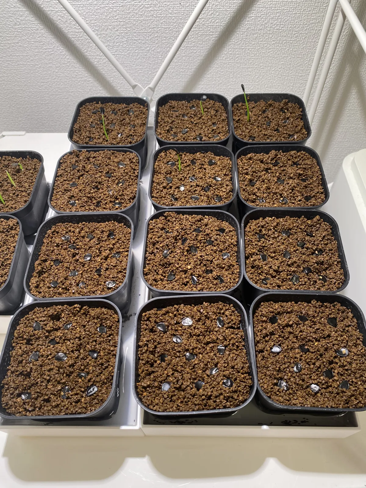 [チャレンジ種子] アガベ シャウィ（発芽難） Agave shawii subsp. shawii (発芽難)