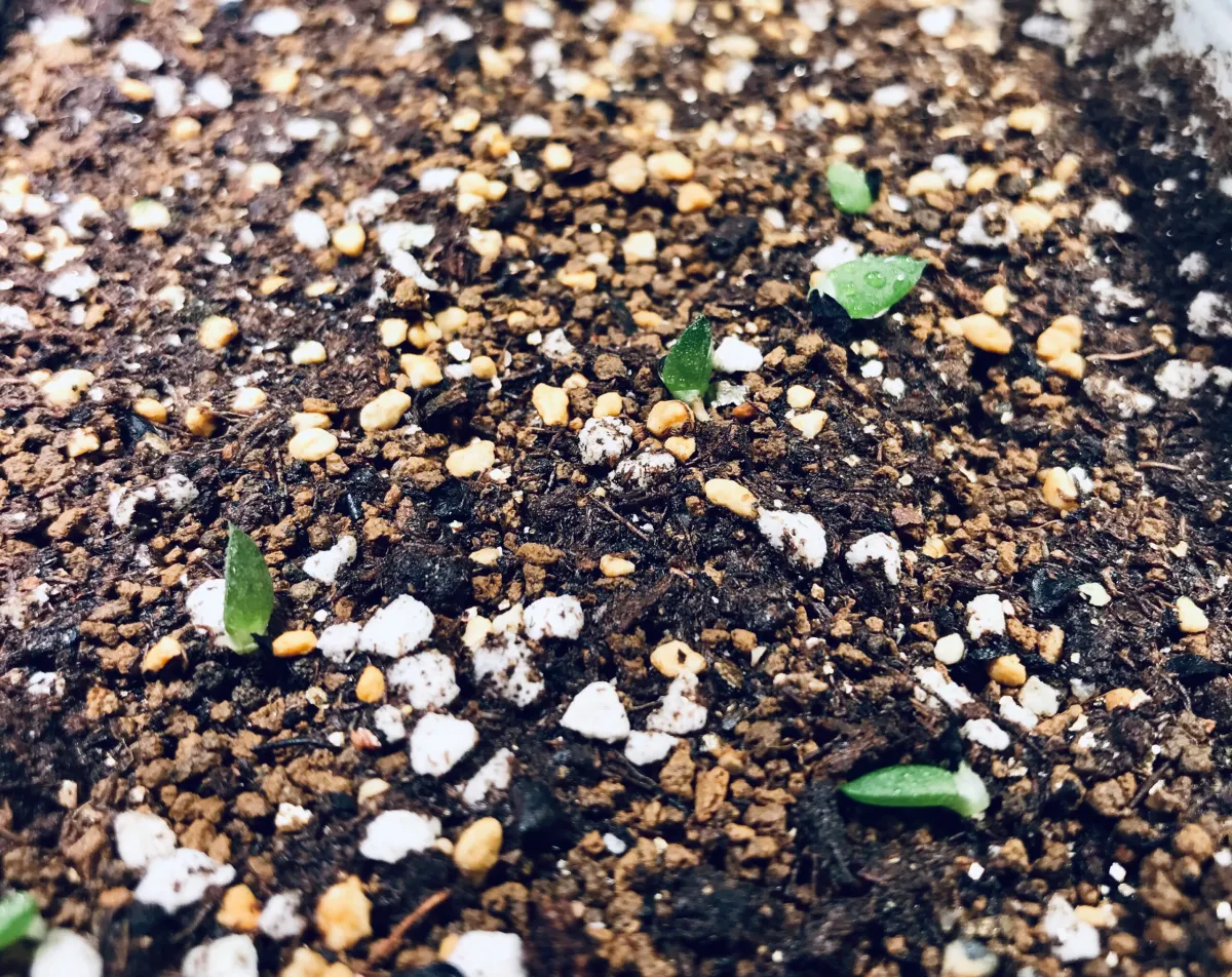 Gasteria obliqua (ガステリア オブリクア)