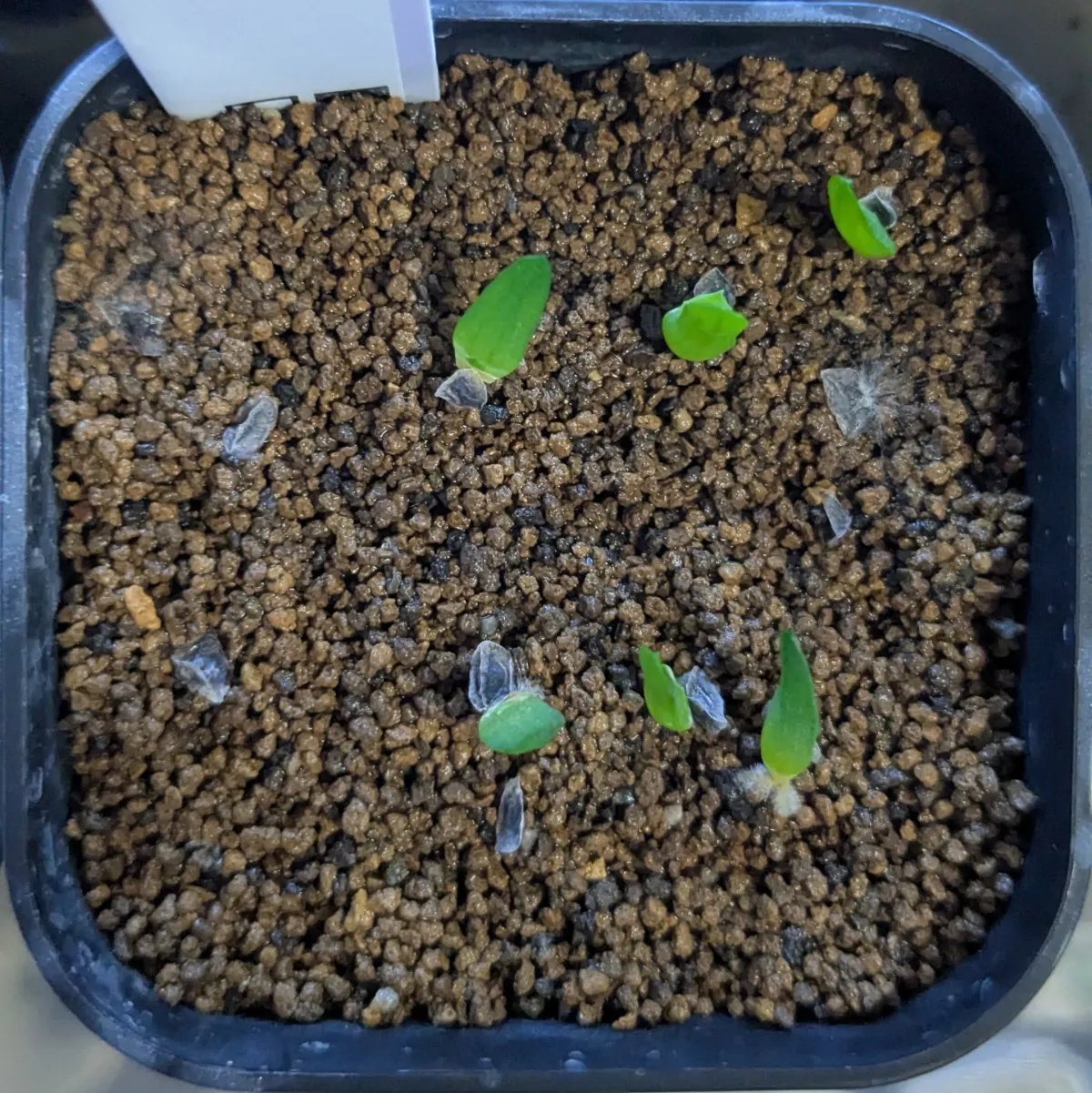 Aloe pratensis (アロエ プラテンシス)