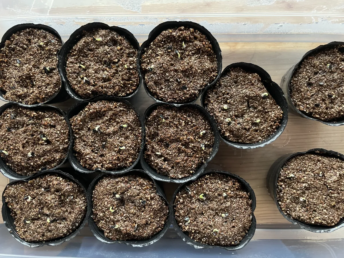 Agave titanota 'Blue' (アガベ チタノタブルー)