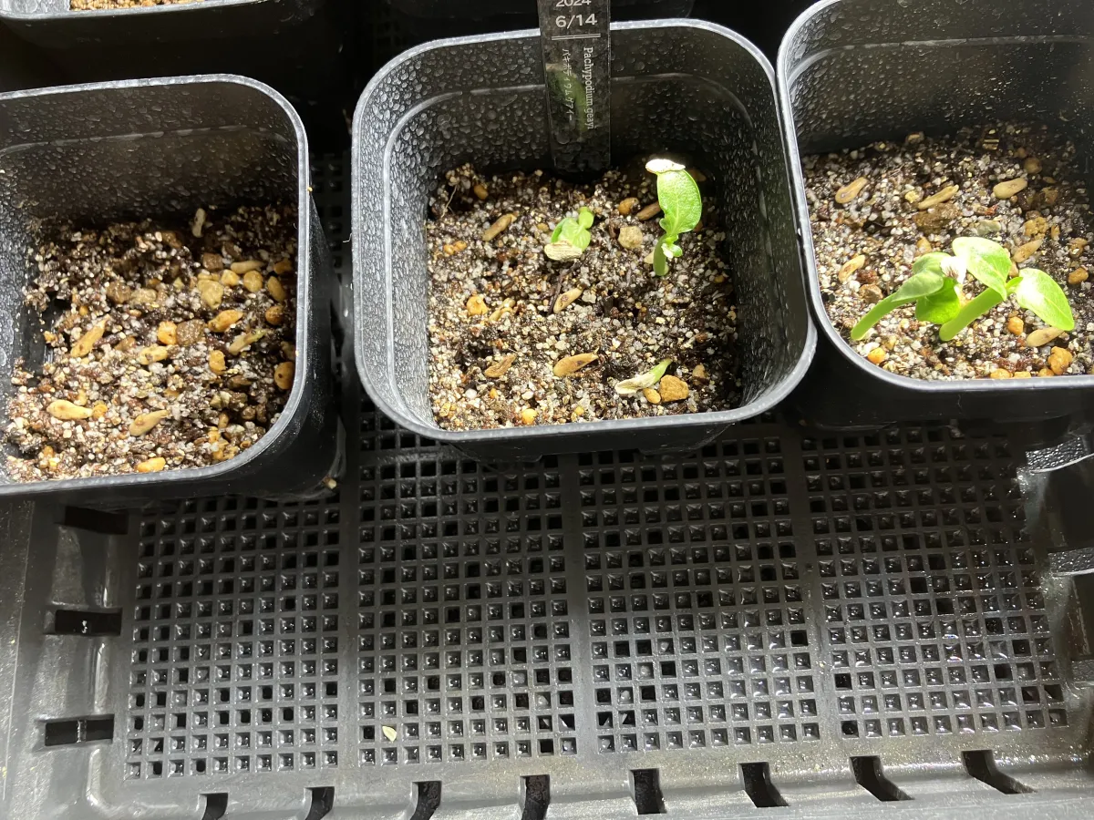 Pachypodium geayi (パキポディウム ゲアイー)