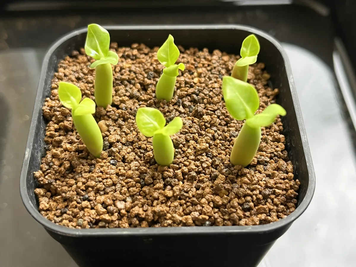 Adenium arabicum (アデニウム エイリアン)