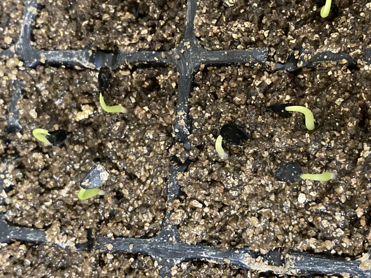 Agave parryi subsp. parryi (アガベ パリー)