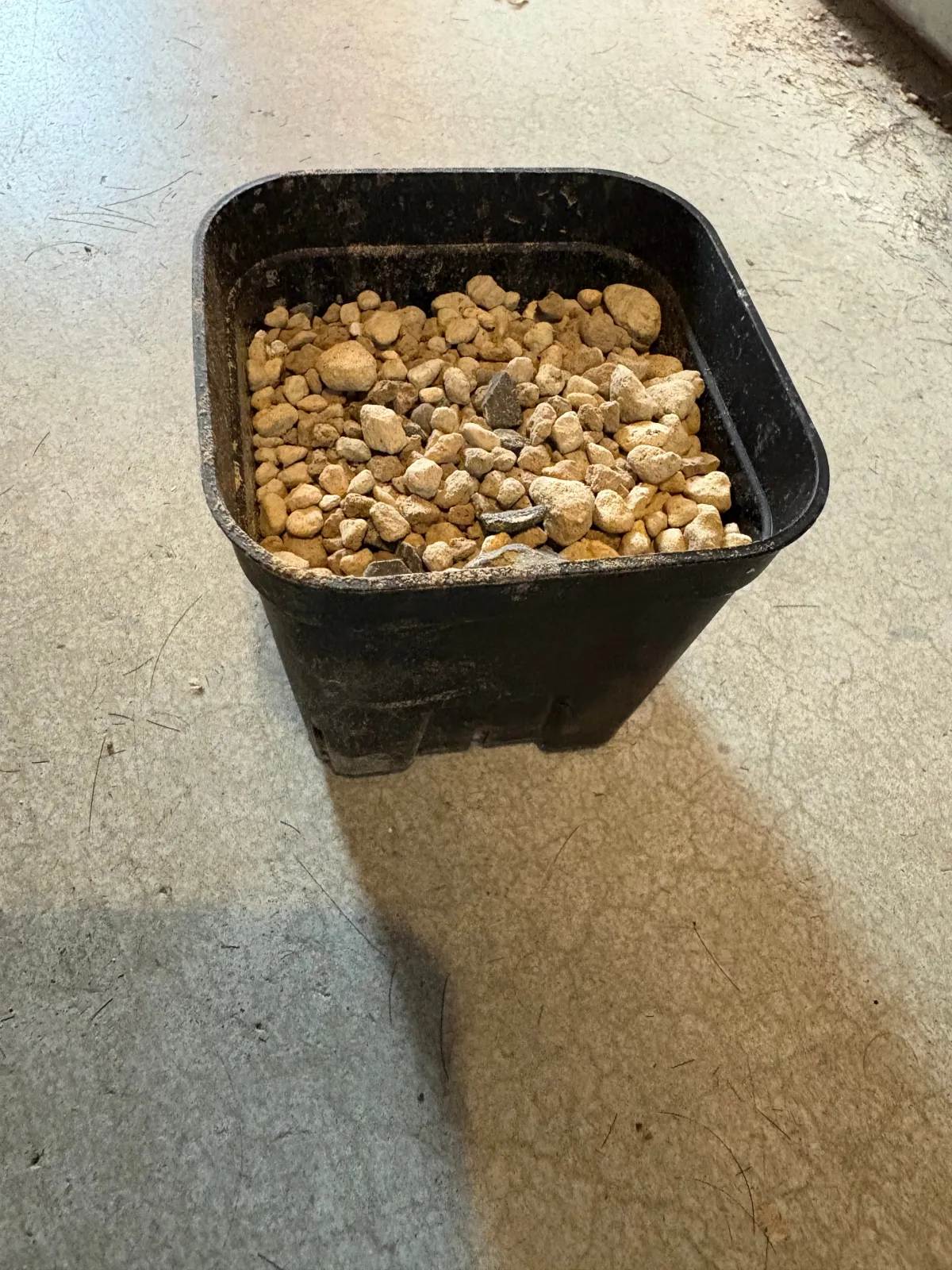 Cyphostemma juttae (キフォステンマ ユッタエ)