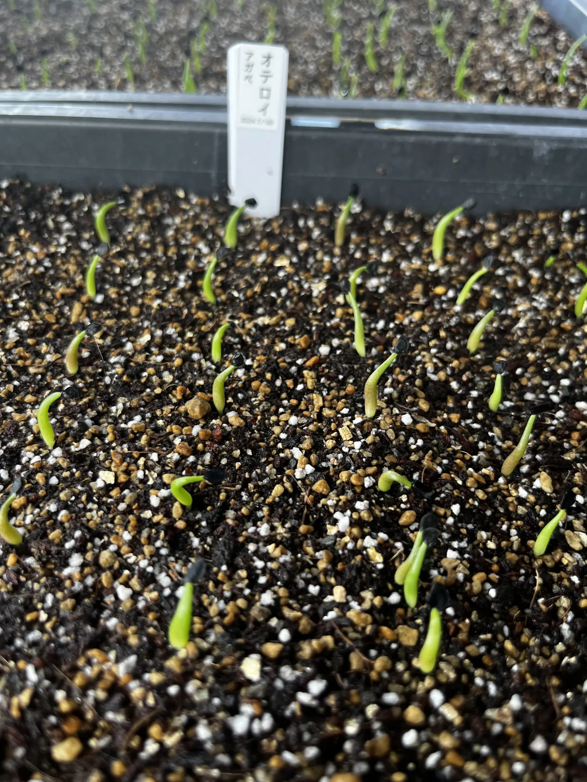 Agave oteroi (アガベ オテロイ)