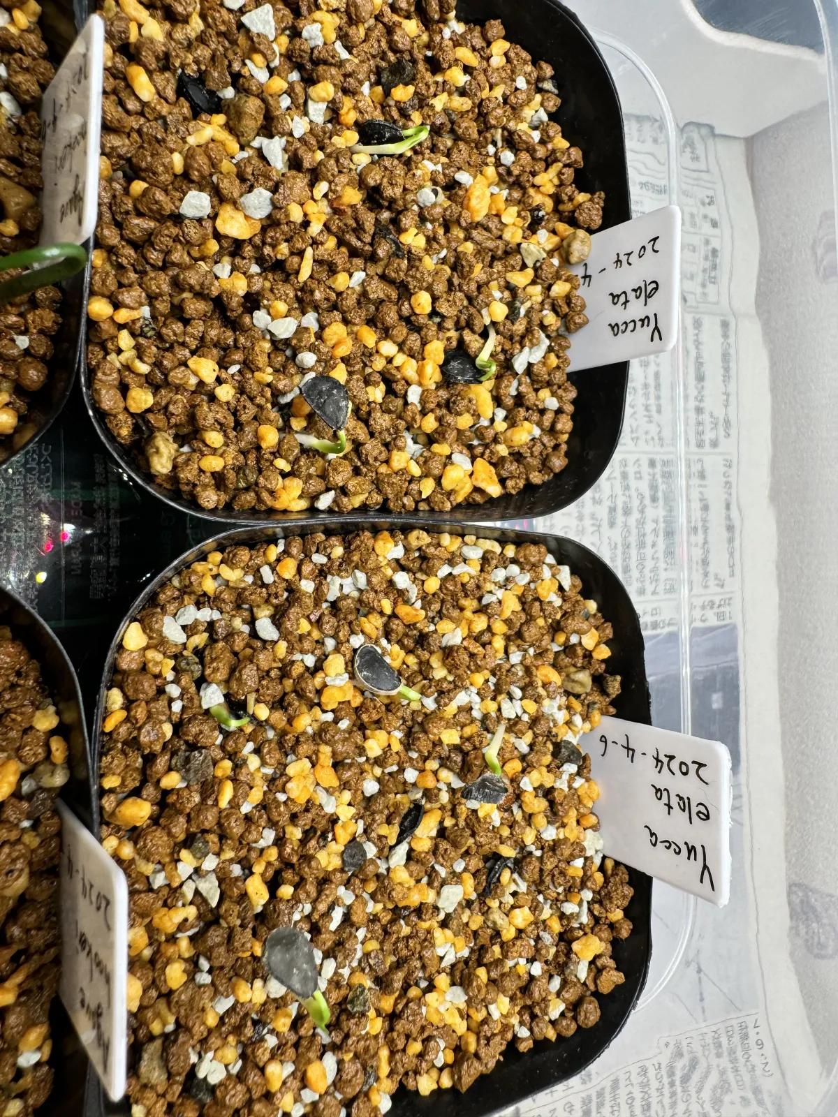 Yucca elata (ユッカ エラータ)