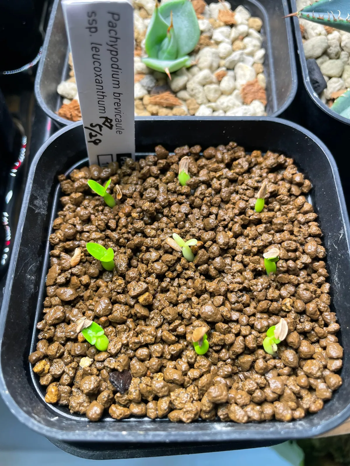 Pachypodium densiflorum var. brevicalyx (パキポディウム ブレビカリックス)