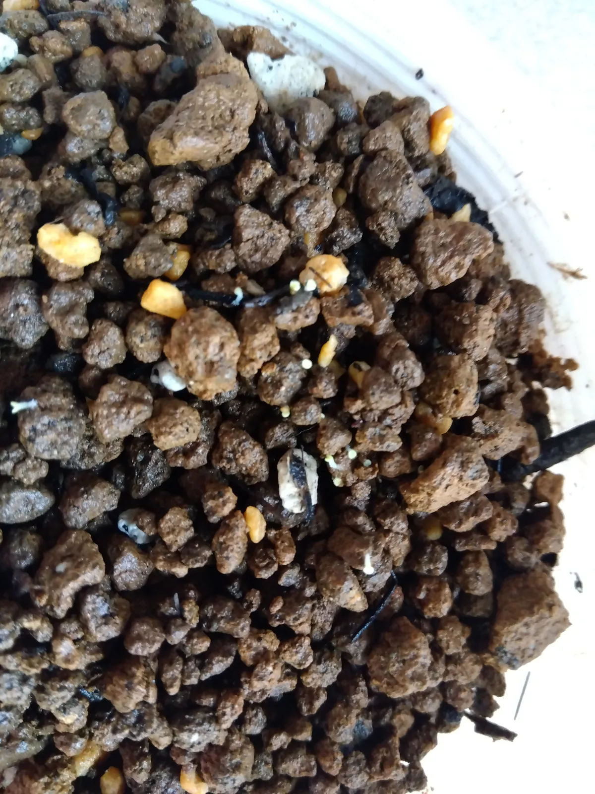 Tylecodon wallichii (ティレコドン ワリチー)