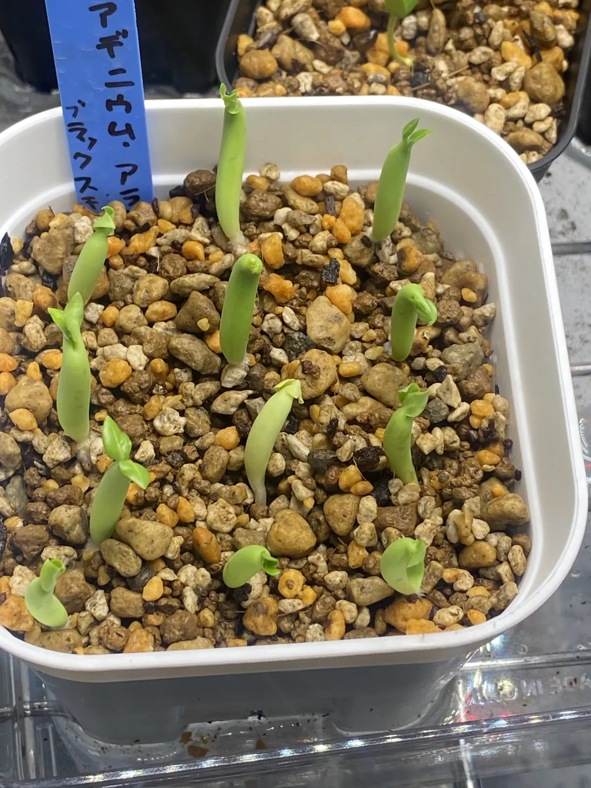 Adenium arabicum Black Stem (アデニウム アラビカム ブラックステム)