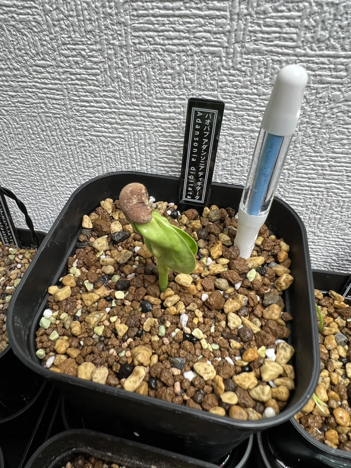 Adansonia digitata (アダンソニア（バオバブ） ディギタータ)