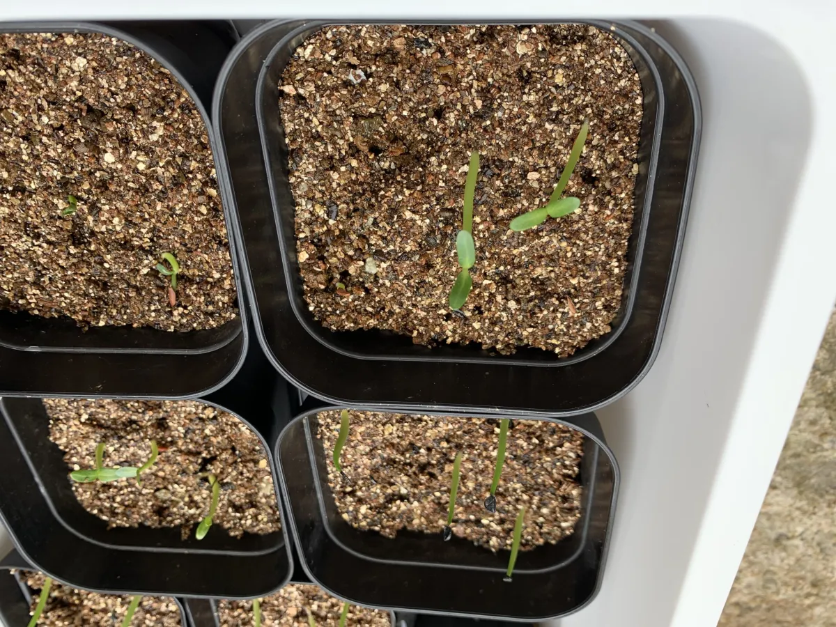 Pachypodium rosulatum var. gracilius (パキポディウム グラキリス)