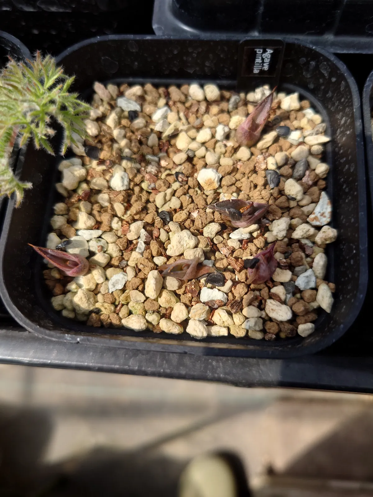 Agave pintilla (アガベ ピンティラ)