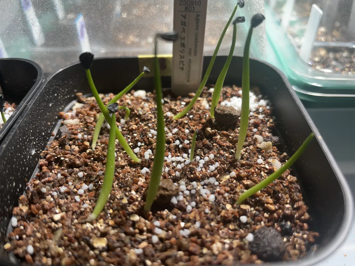 Agave utahensis var. eborispina (アガベ エボリスピナ)