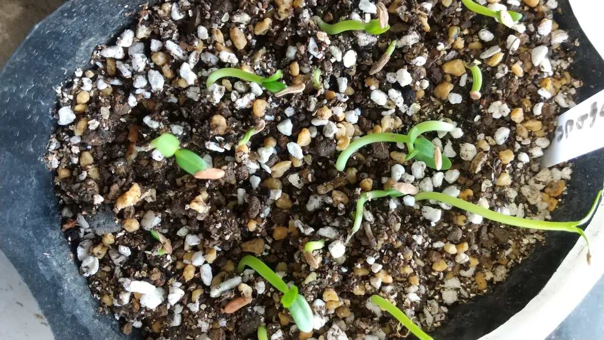 Pachypodium rosulatum ssp. rosulatum (パキポディウム ロスラーツム)