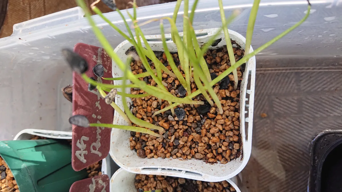 Agave parryi x flexispina (アガベ パリー x フレキシスピナ)