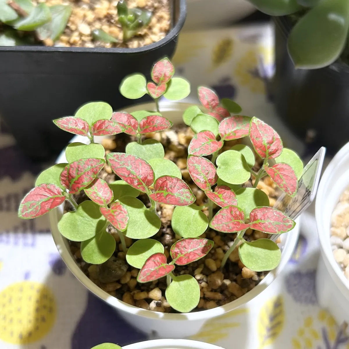 Hypoestes phyllostachya Red (ヒポエステス フィロスタキア レッド)