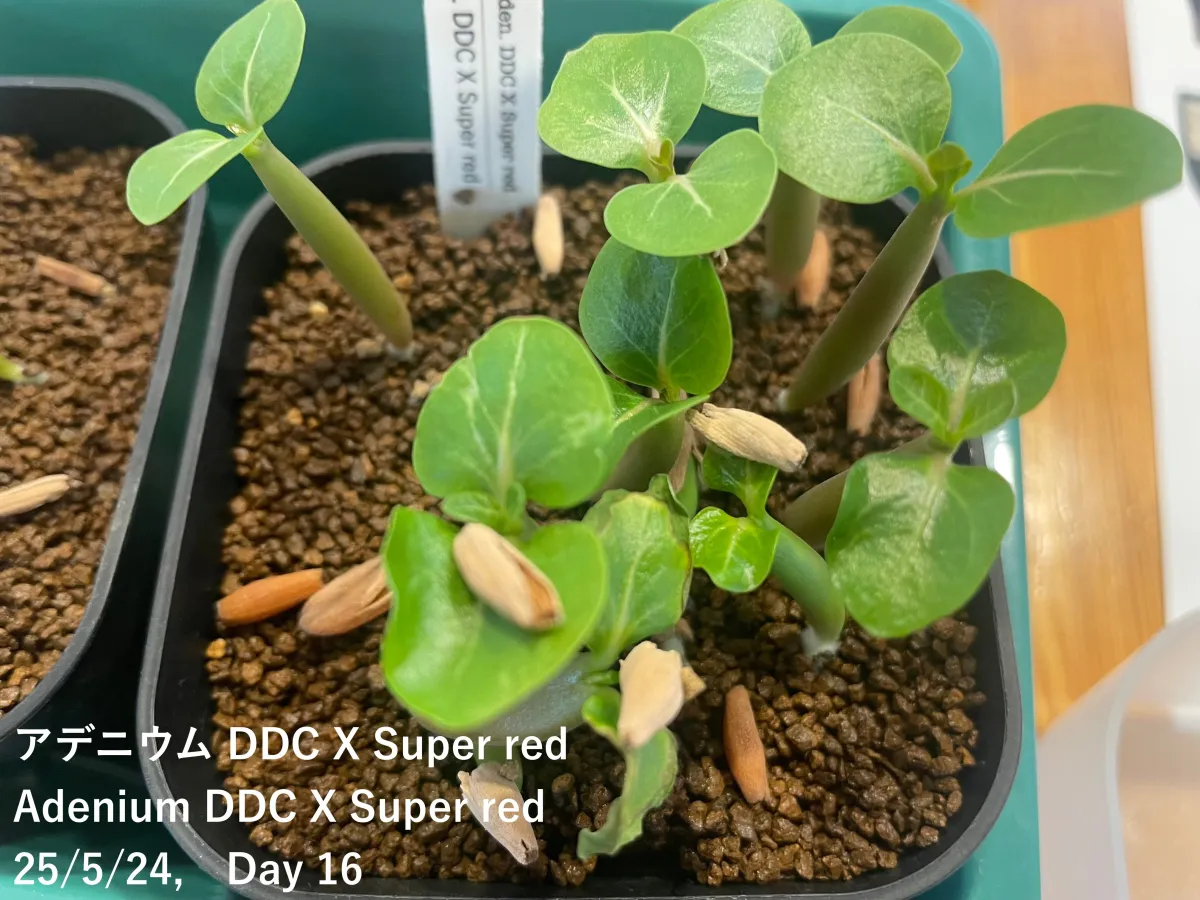 Adenium obesum Super red (アデニウム Adenium DDC X Super red)