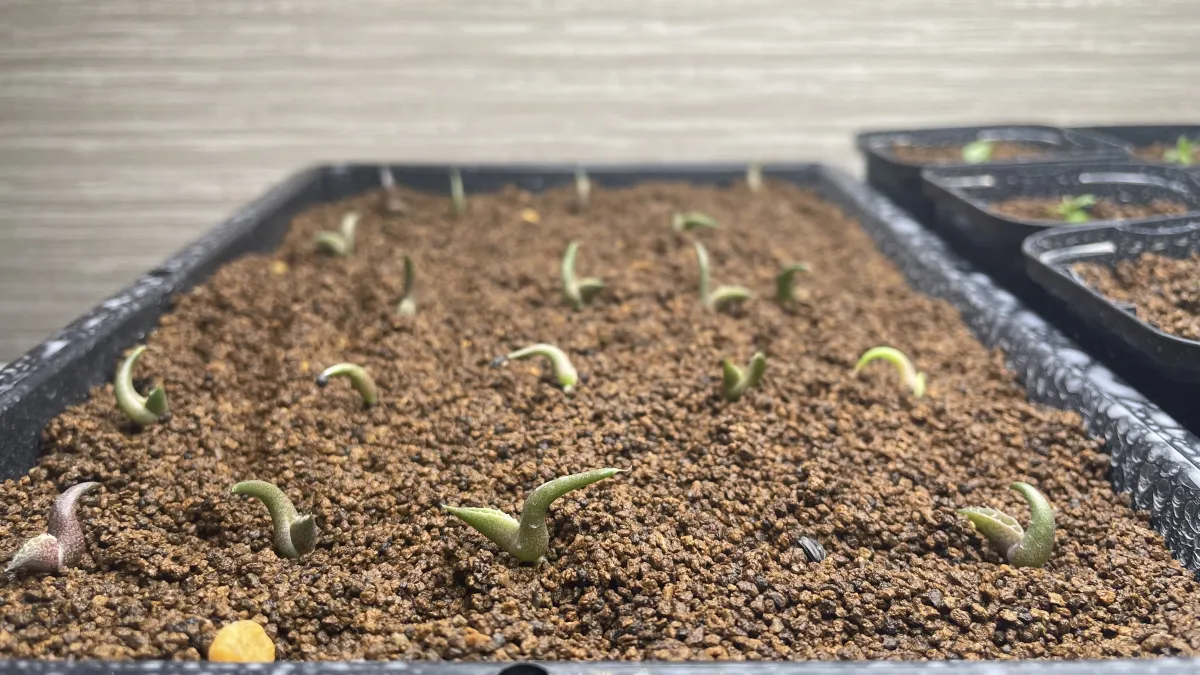 Agave oteroi (アガベ オテロイ)