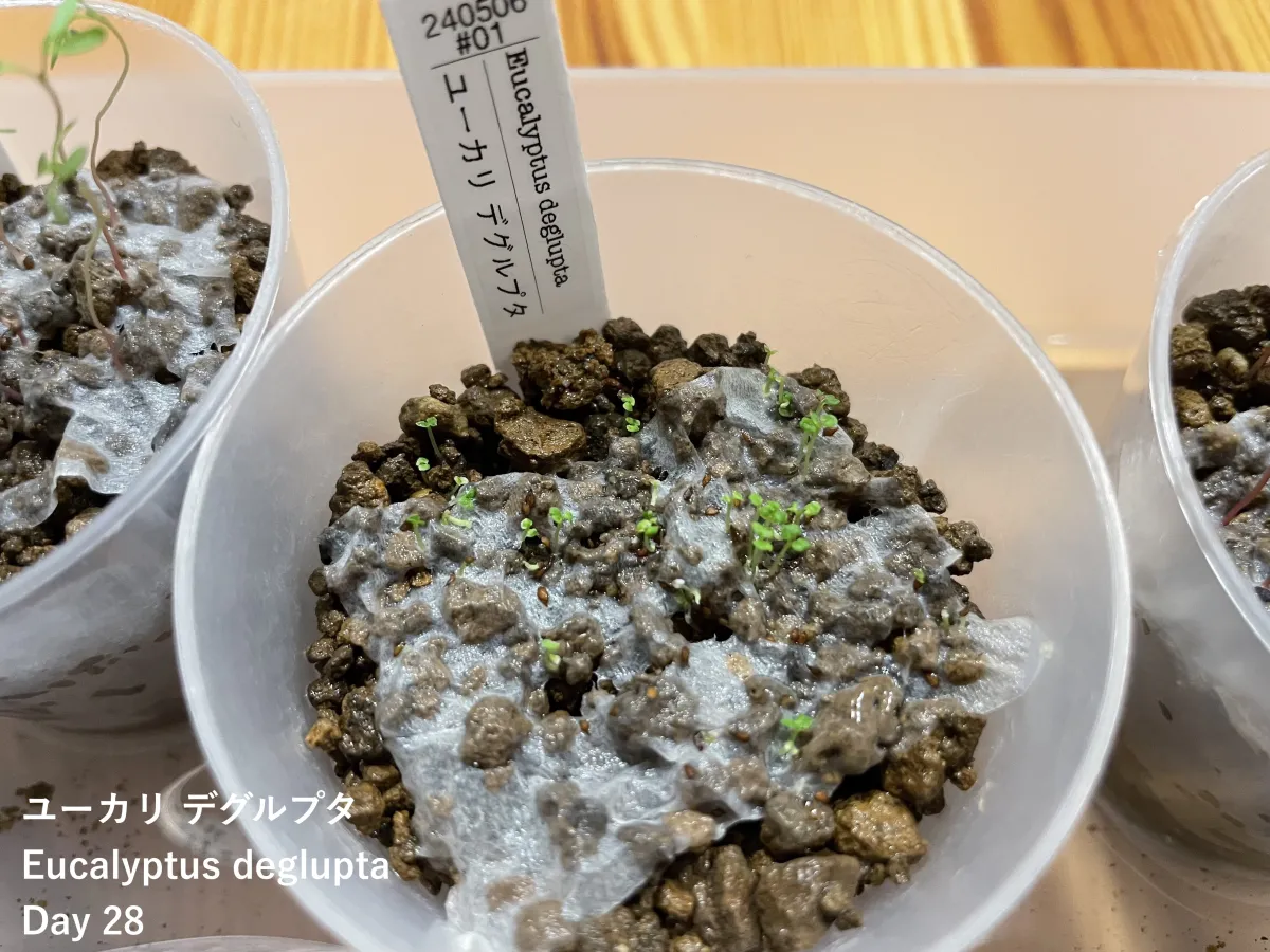 Eucalyptus deglupta (ユーカリ デグルプタ)