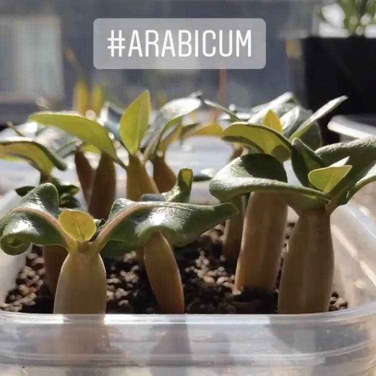 アデニウムアラビカム　adeniumarabicum