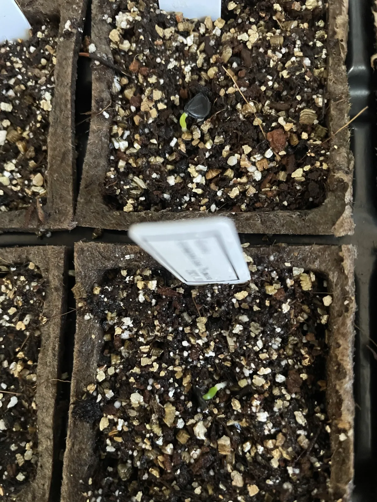 Agave seemanniana (アガベ ピグマエア)