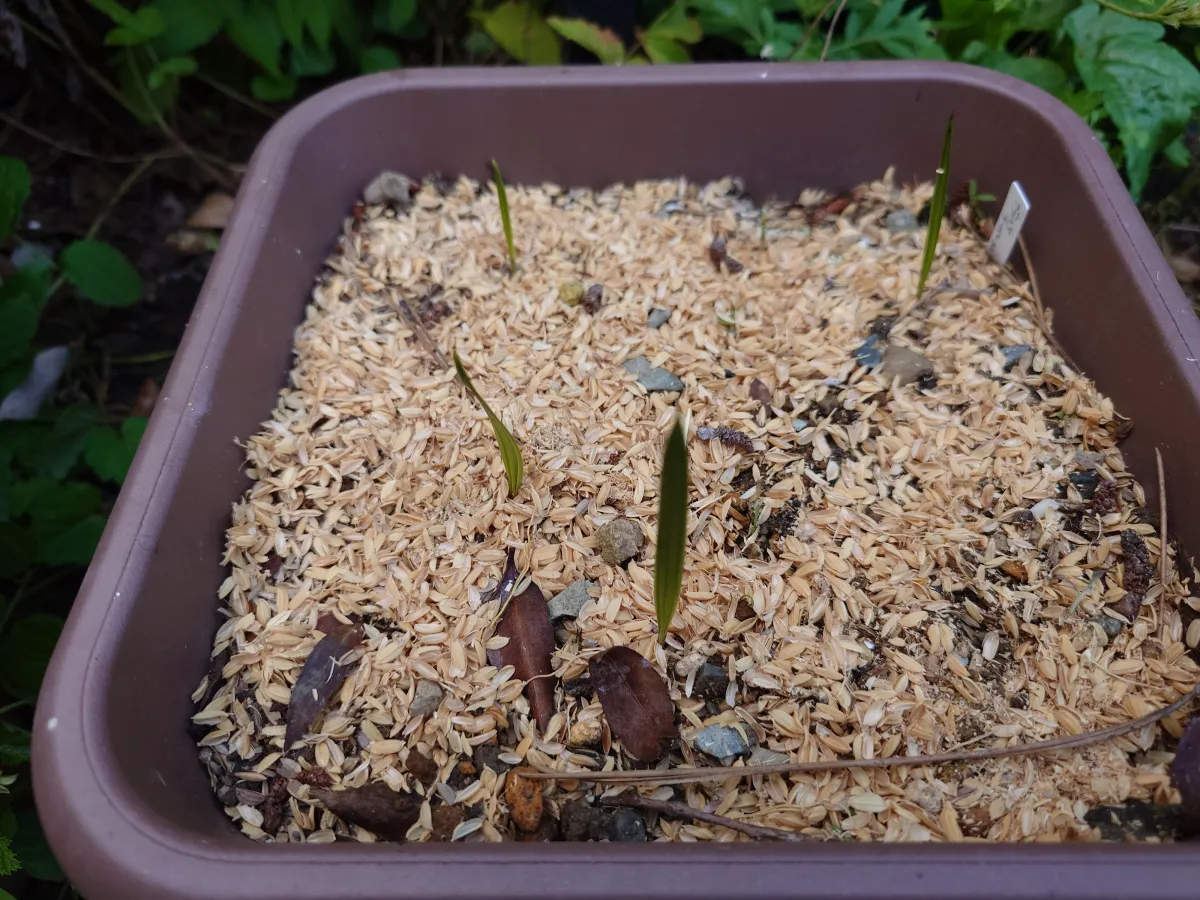 Brahea Brahea sp. 'Super Silver' (ブラヘア スーパーシルバー)