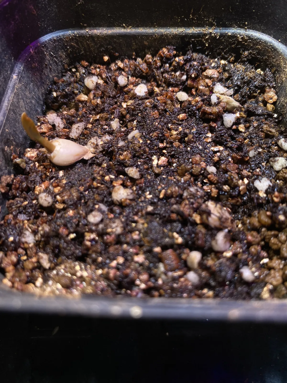 [無料種子/発芽難ロット] ウェルウィッチア ミラビリス 奇想天外 Welwitschia mirabilis