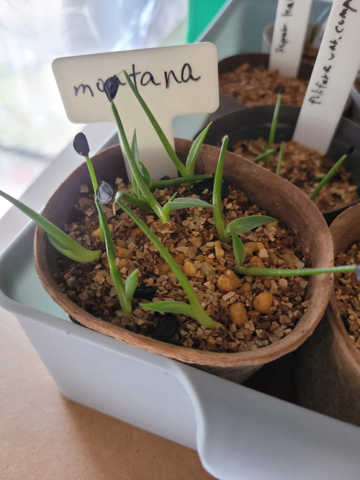 Agave montana (アガベ モンタナ)