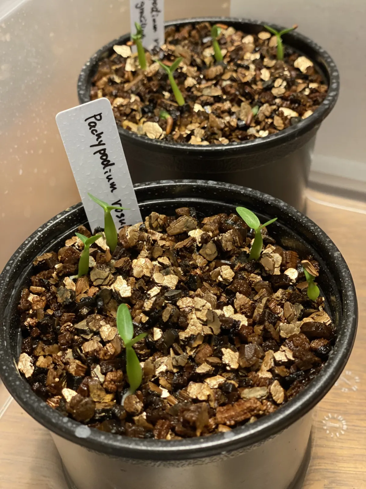 Pachypodium rosulatum ssp. rosulatum (パキポディウム ロスラーツム)