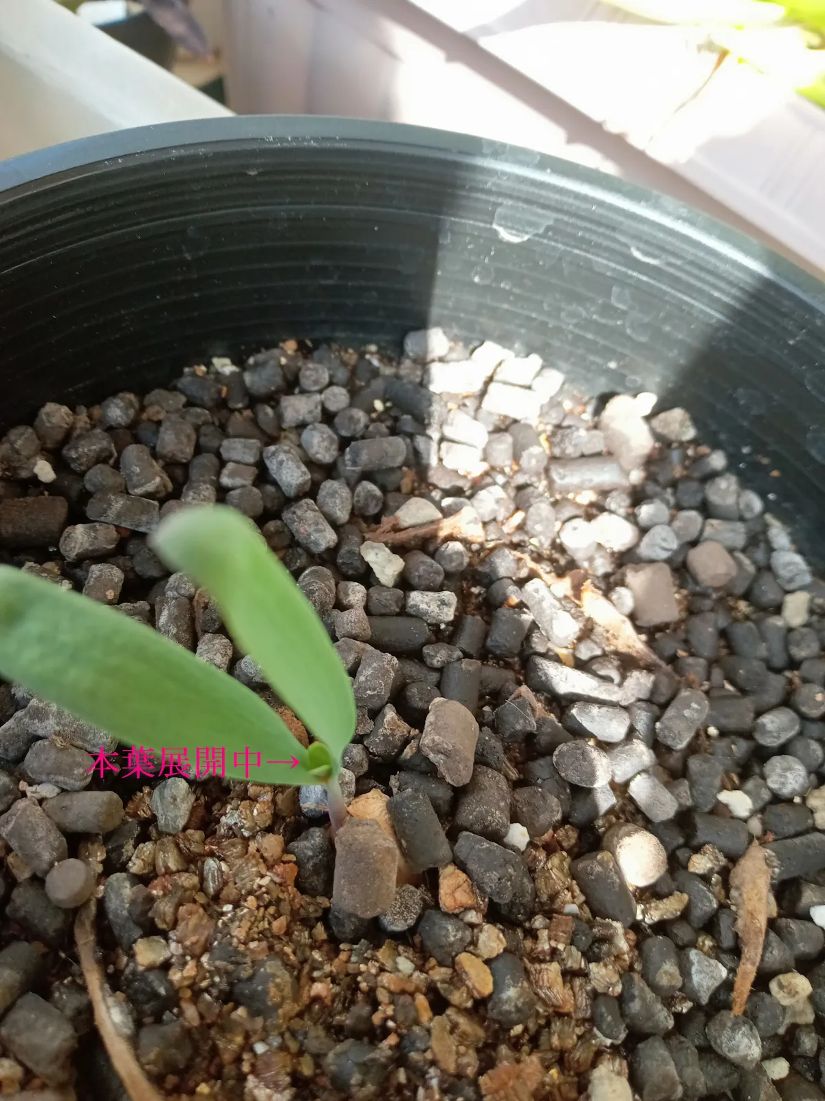 Welwitschia mirabilis (ウェルウィッチア ミラビリス 奇想天外)