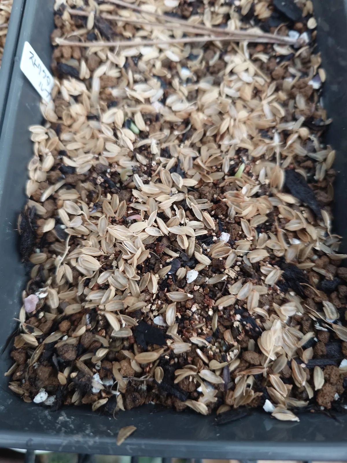 Agave stricta rubra (アガベ ストリクタ ルブラ)