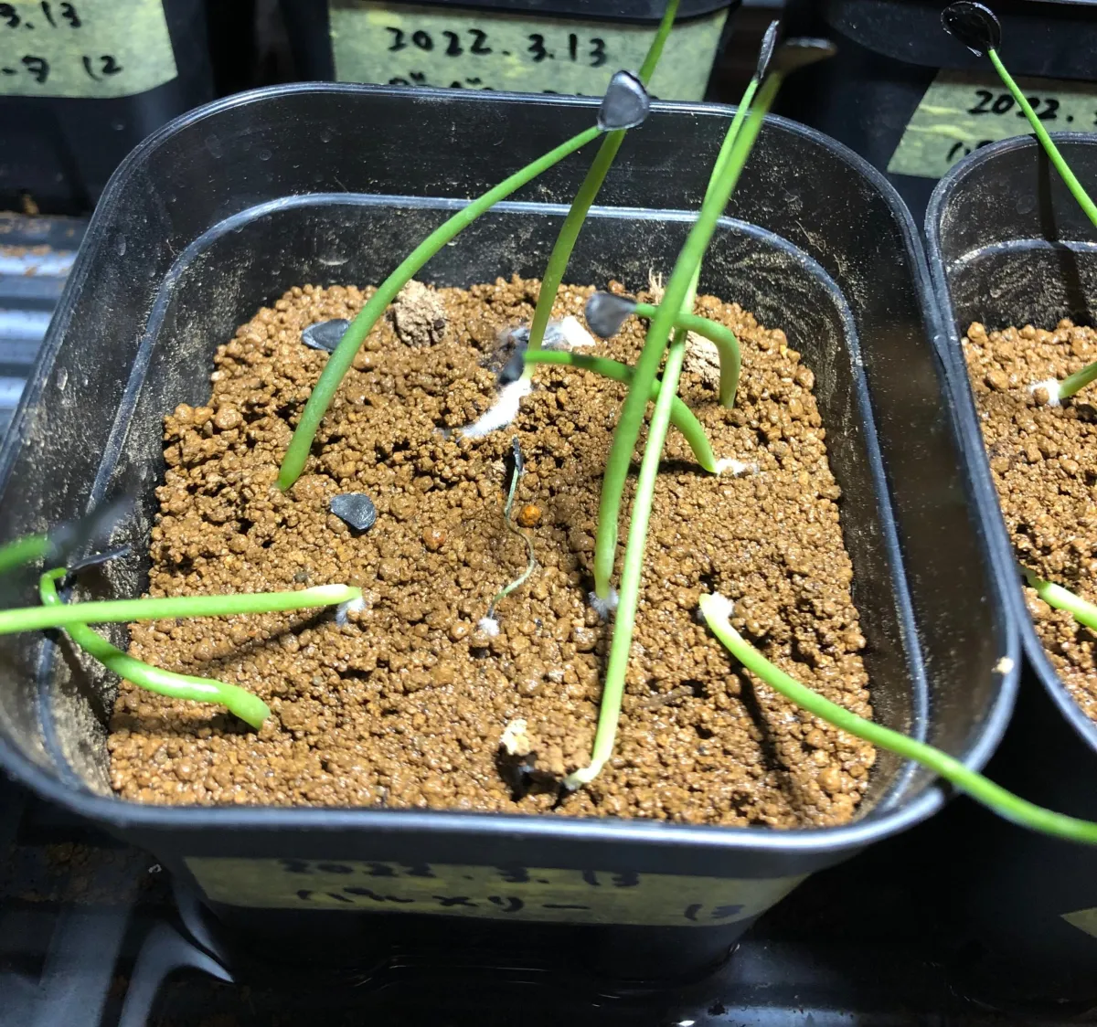 Agave palmeri (アガベ パルメリー)