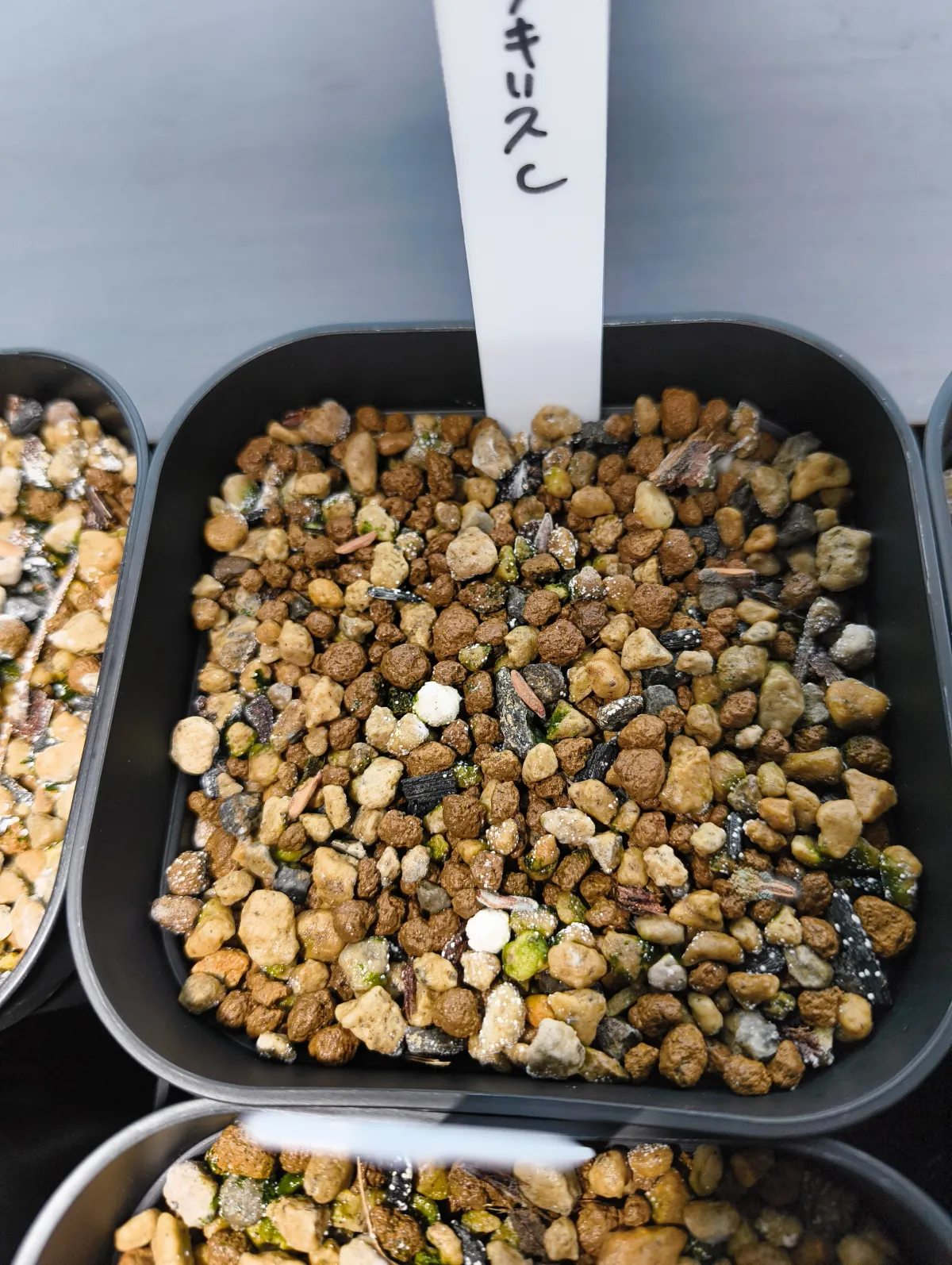 [無料種子] 発芽難 パキポディウム グラキリス　 Pachypodium rosulatum var. gracilius