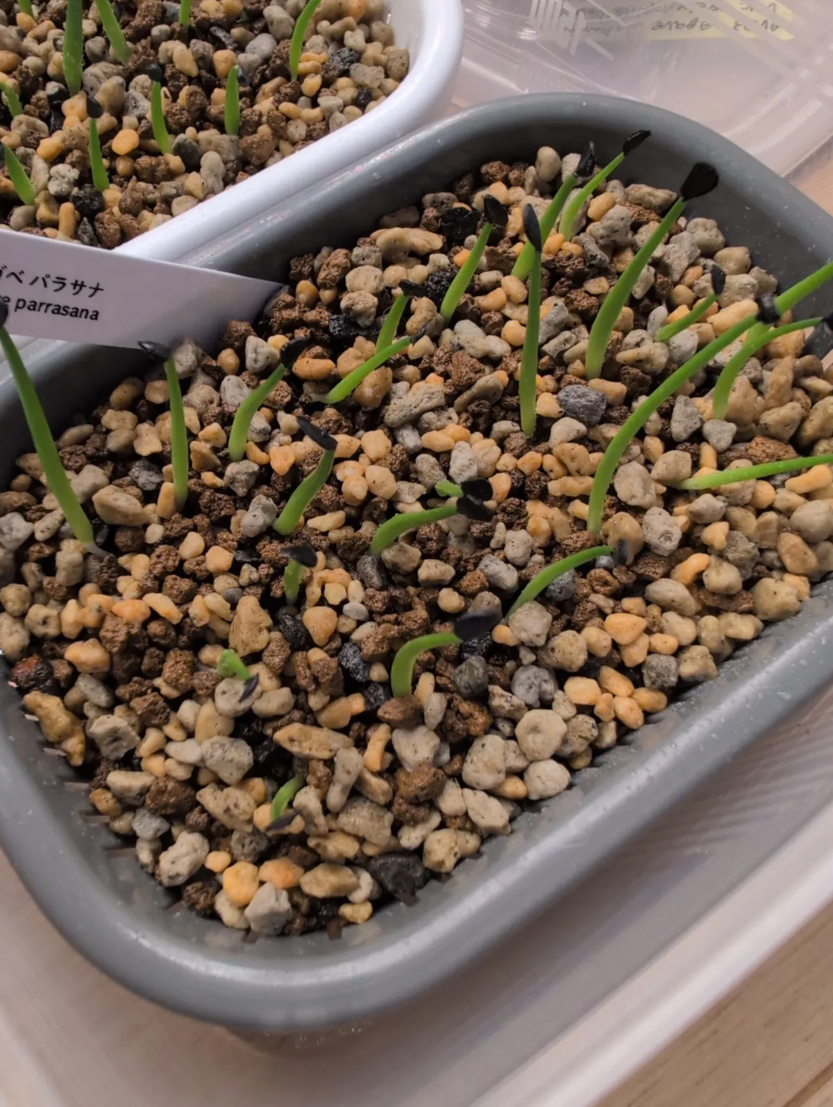 Agave parrasana (アガベ パラサナ)