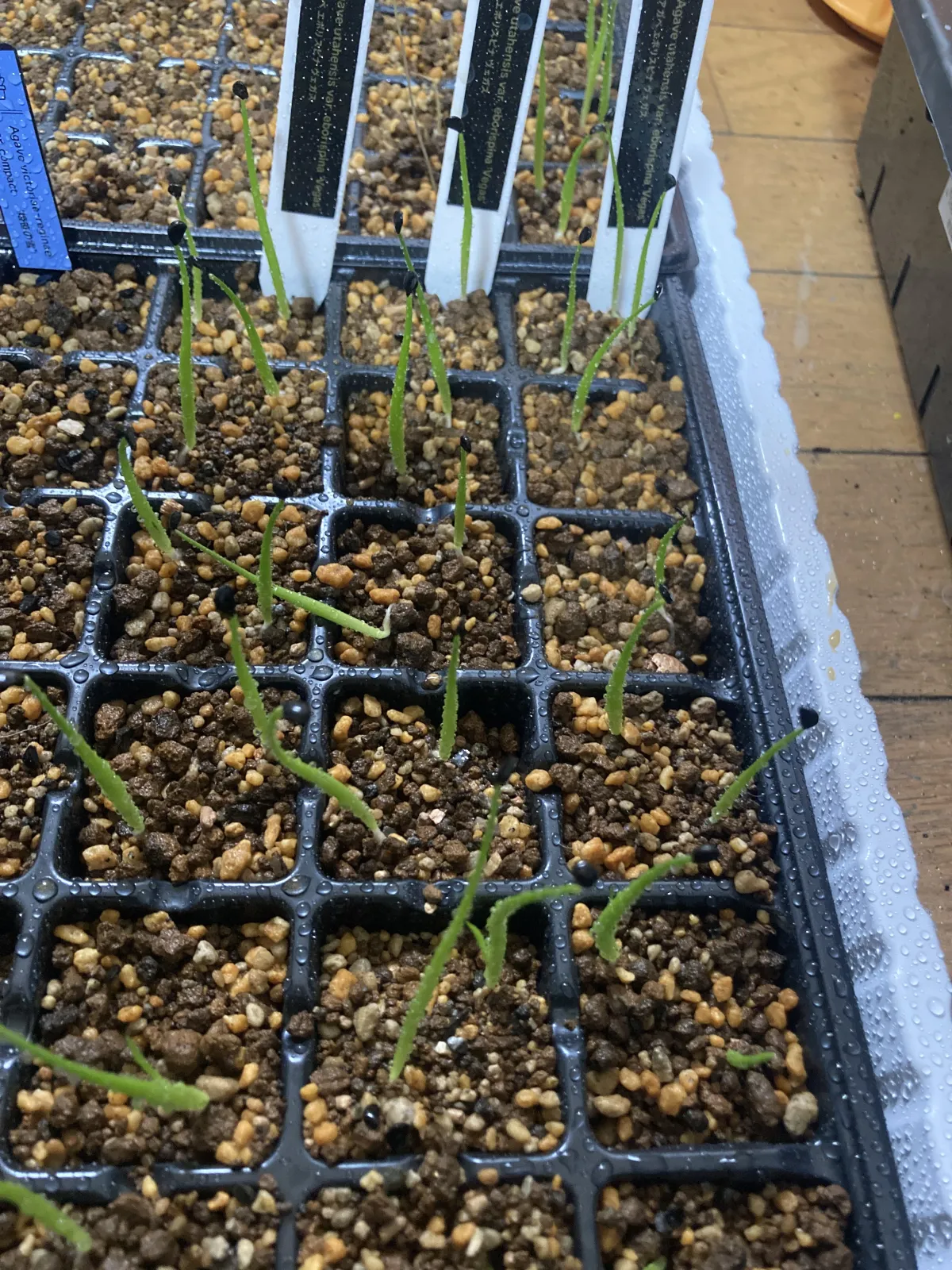 Agave utahensis var. eborispina 'Vegas' (アガベ エボリスピナ ヴェガス)