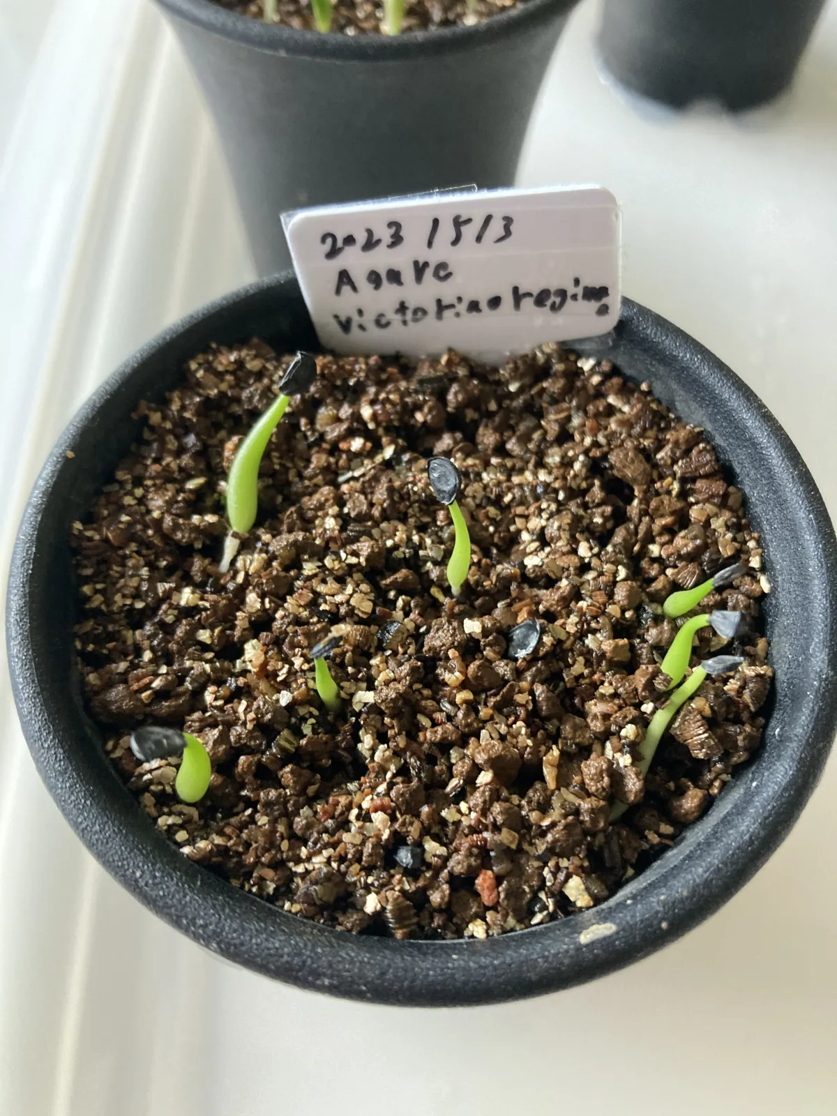 Agave victoriae-reginae (アガベ ビクトリアレジーナエ 笹の雪)