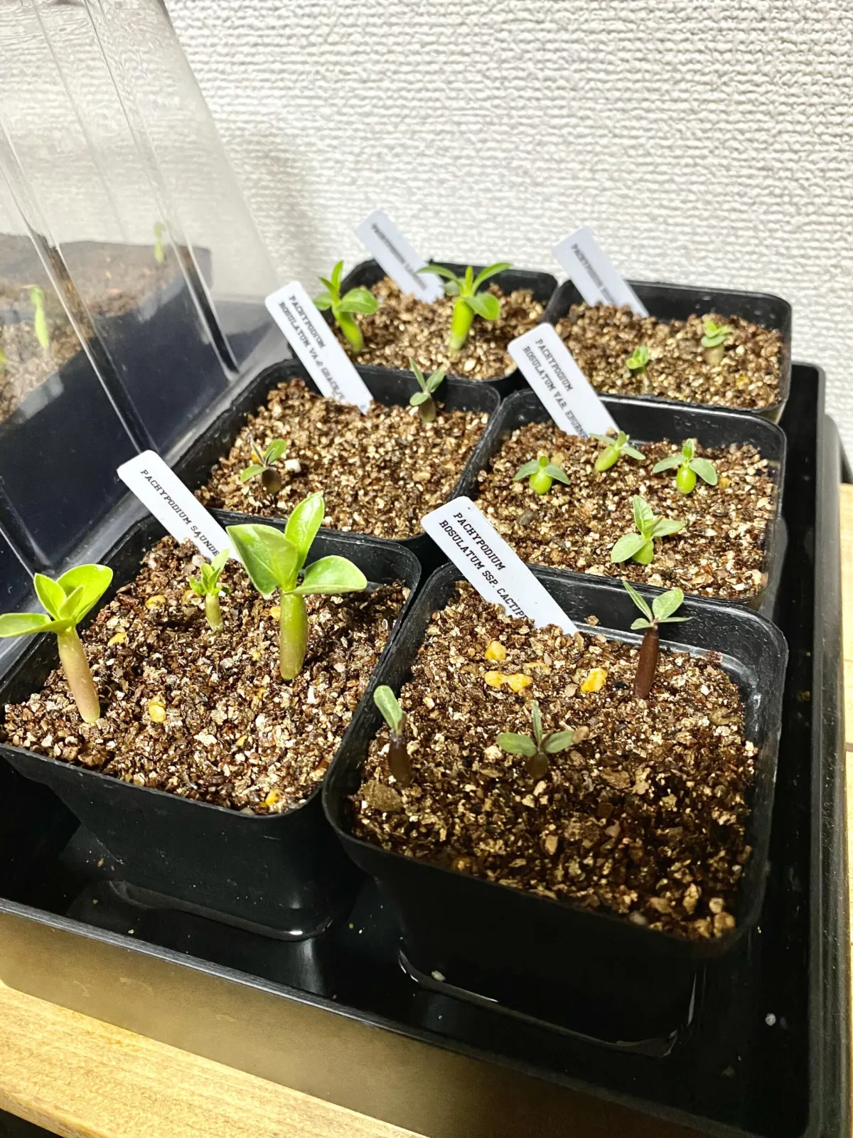 Pachypodium bispinosum (パキポディウム ビスピノーサム)