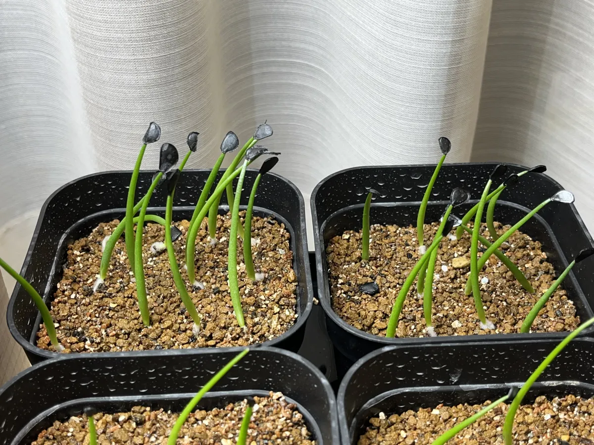 Agave parryi subsp. parryi (アガベ パリー)