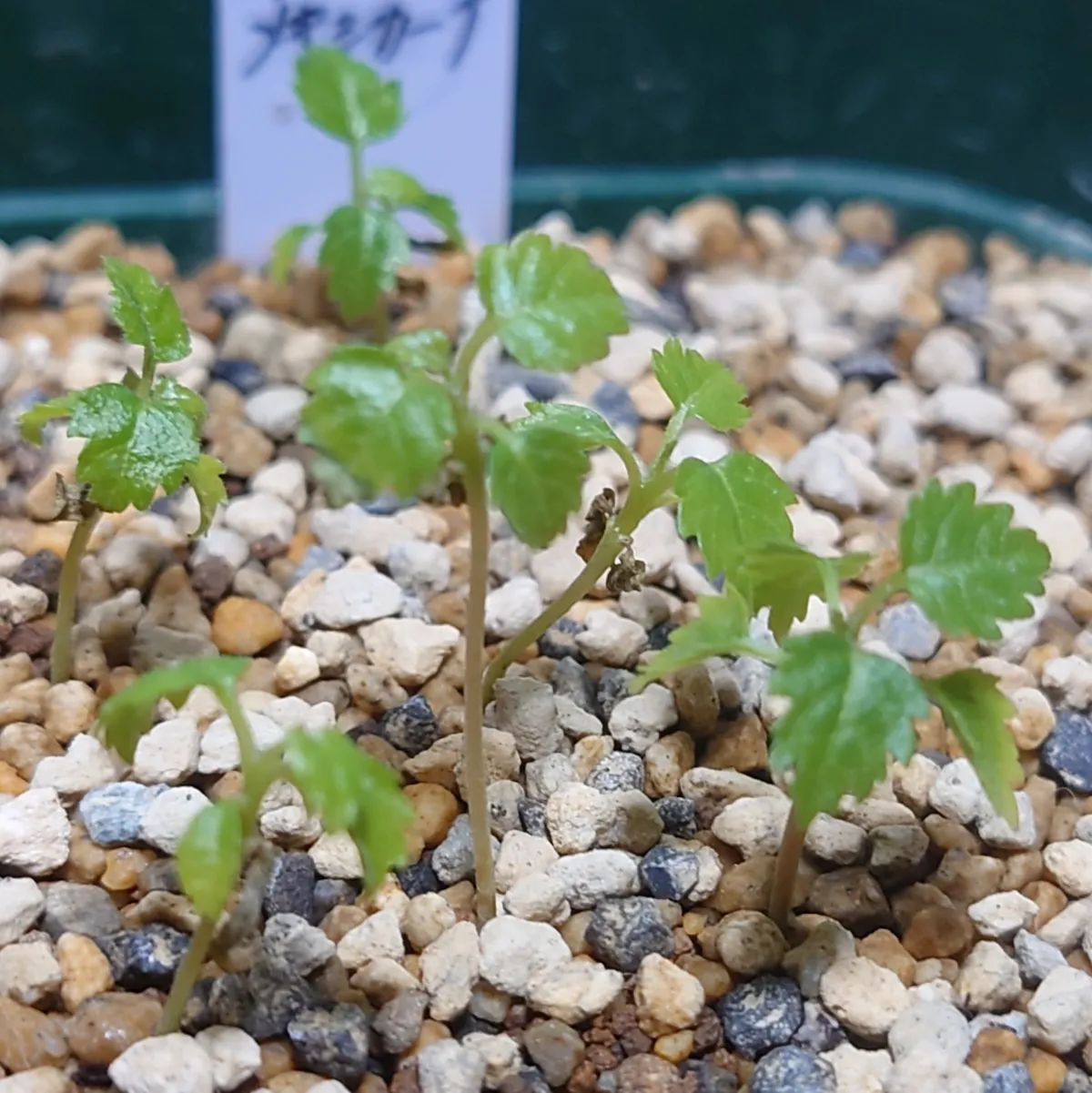 種子] ベイセリア メキシカーナ Beiselia mexicana | 灌木 塊根植物