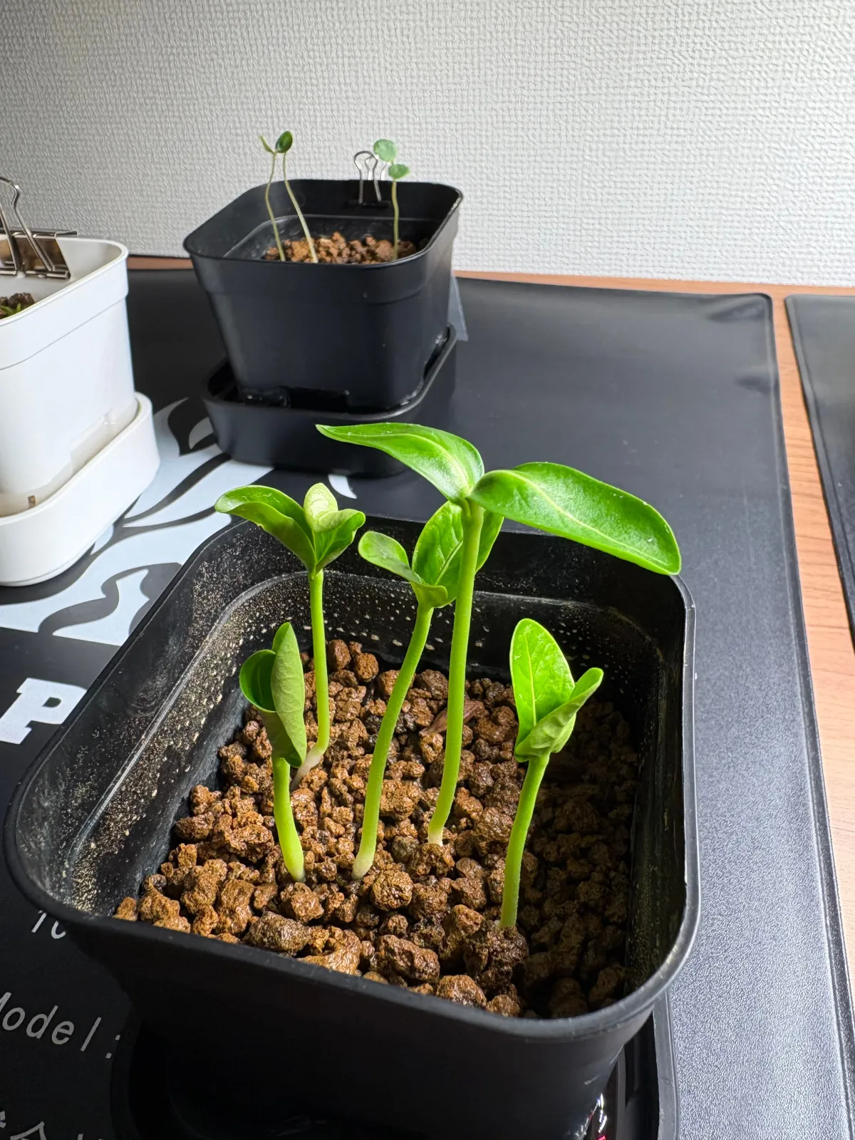 Pachypodium sofiense (パキポディウム ソフィエンセ)