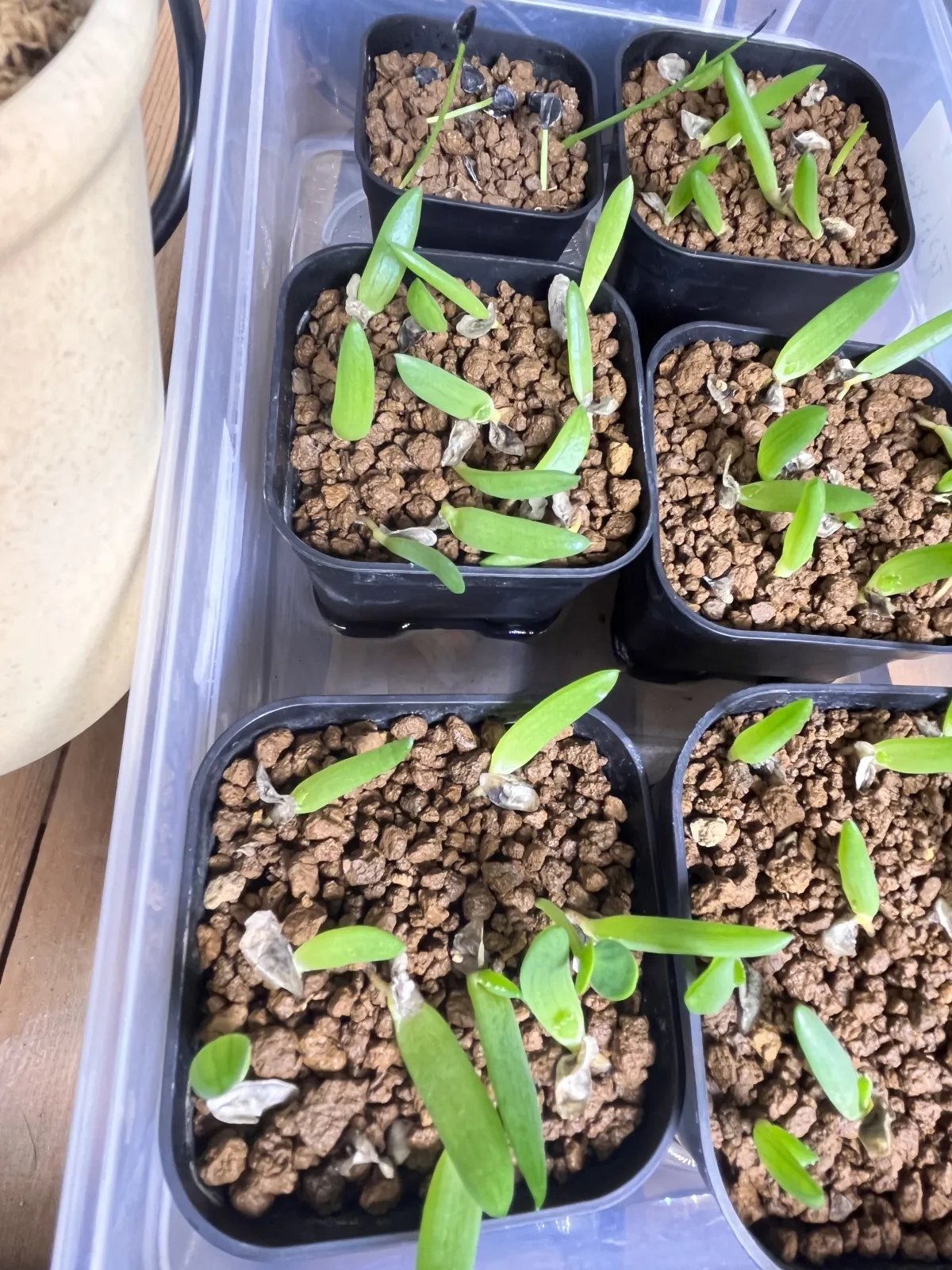 Aloe ramosissima (アロエ ラモシシマ)