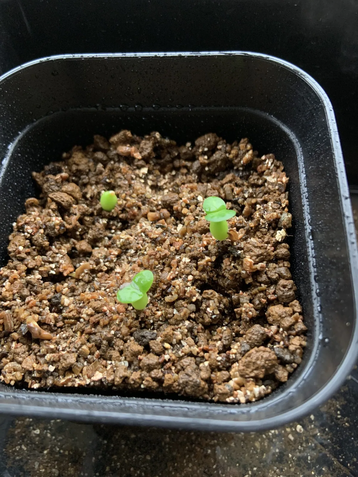 Pachypodium succulentum (パキポディウム サキュレンタム)