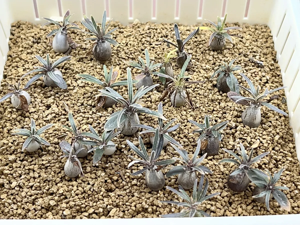 Pachypodium rosulatum var. gracilius (パキポディウム グラキリス)